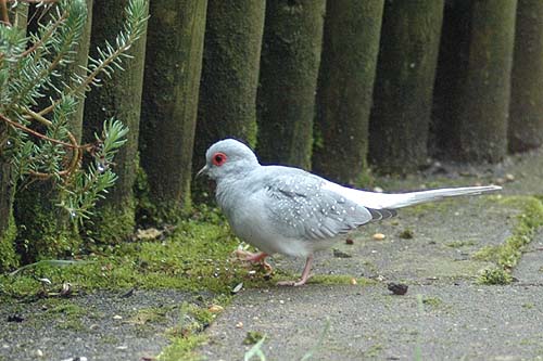 meer foto's van de diamantduif